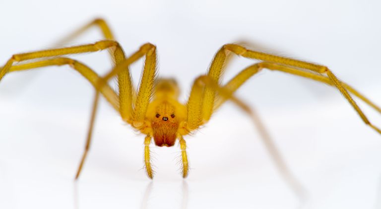 Chilean_recluse_spider_(Loxosceles_laeta).jpg