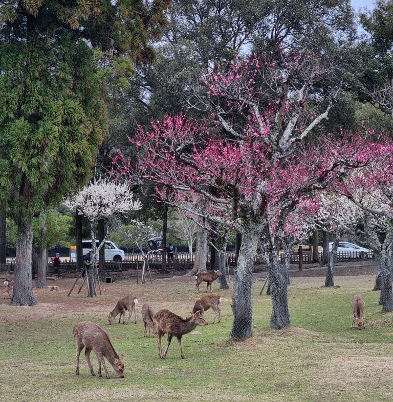 Nara.jpg
