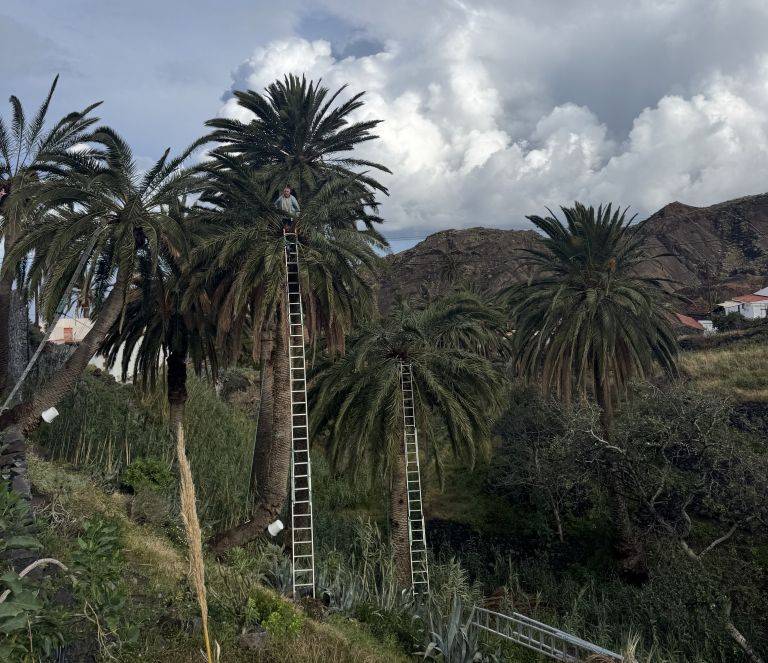 Alojera.