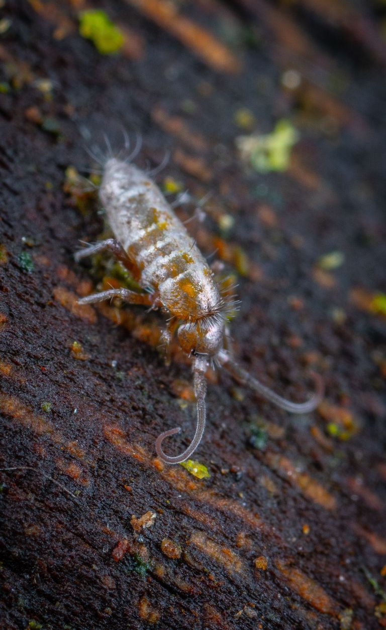Skakači (Collembola)