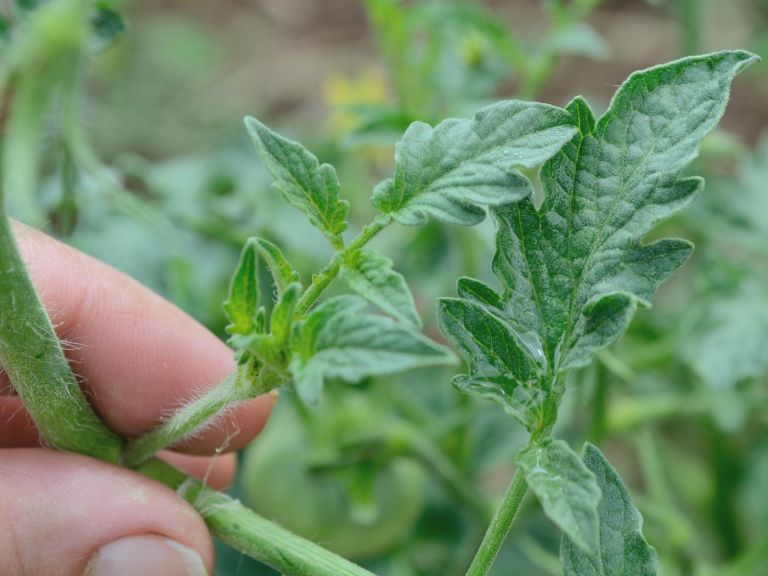 odstranjevanje zalistnikov