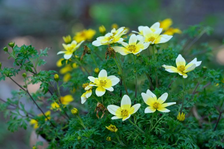 Bidens