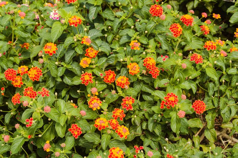 lantana