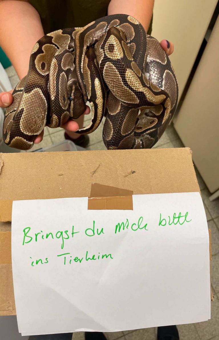 pitona, München