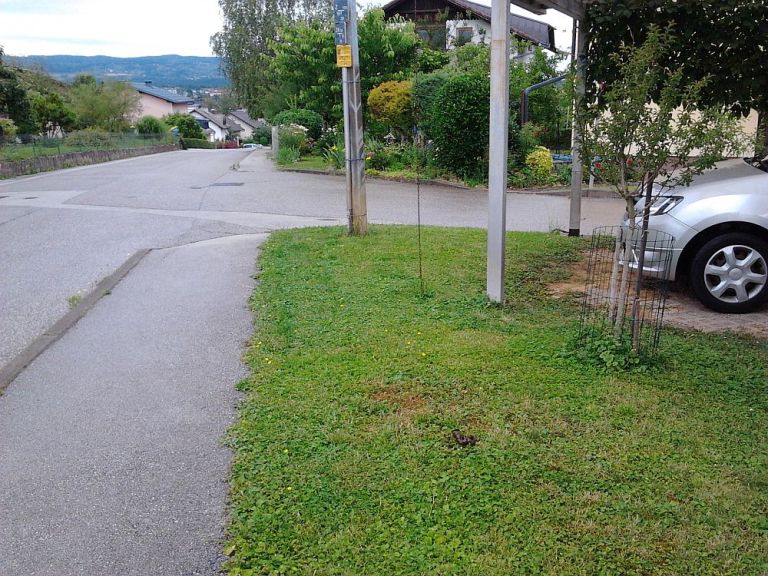 Pasji iztrebki na Krallovi ulici.jpg