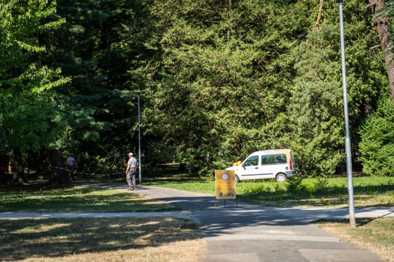 odstranjevanje-gnezd-poljskih-vran, vrane, mestni-park-murska-sobota
