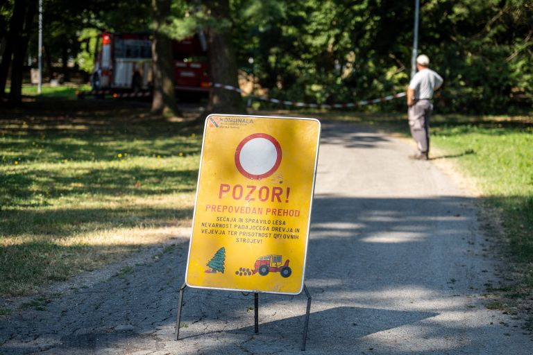 odstranjevanje-gnezd-poljskih-vran, vrane, mestni-park-murska-sobota