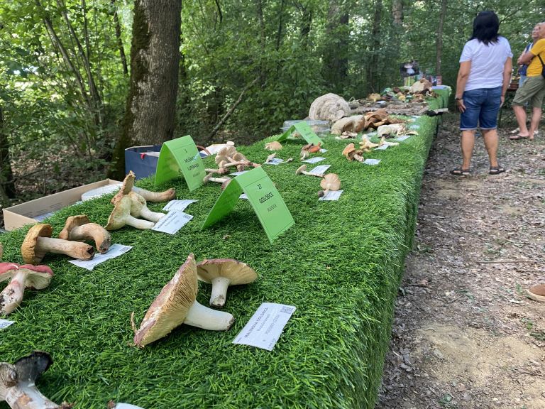 gobarski-praznik