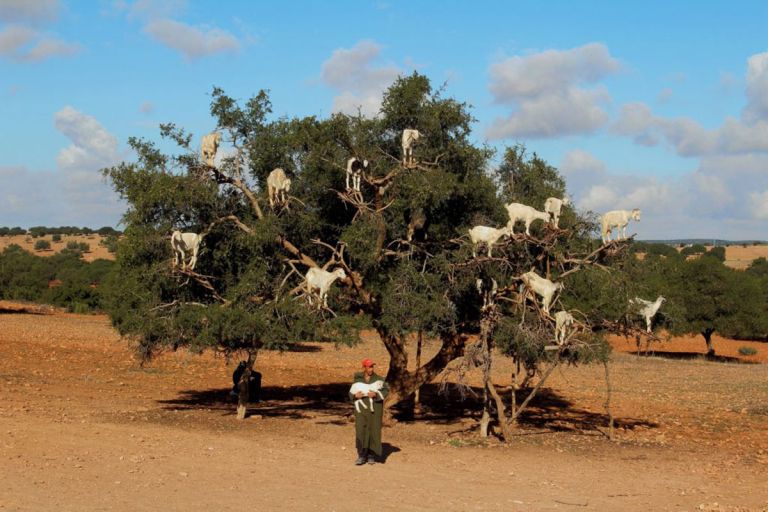 Maroko-koze.jpg