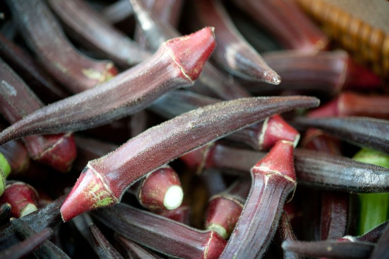 rdeča okra