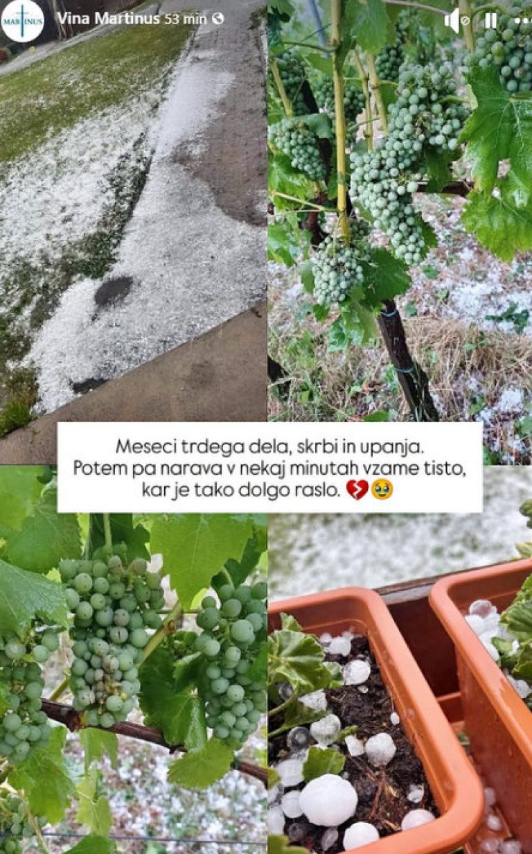 vino toča grozdje