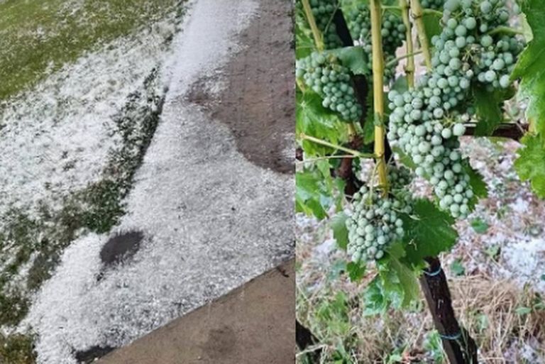 toča grozdje
