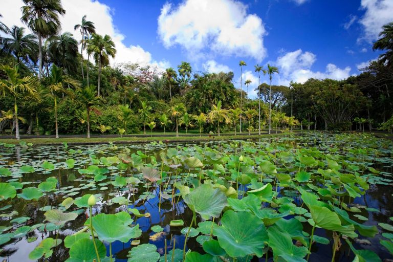 Sir Seewoosagur Ramgoolam Botanical Garden v kraju Pamplemousses, Mauritius