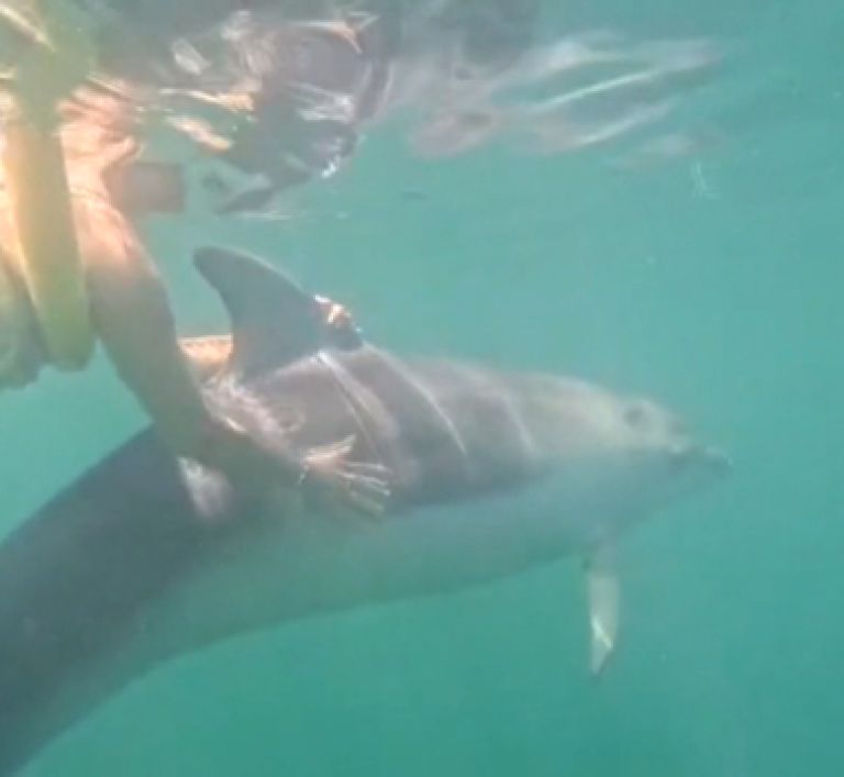 delfin