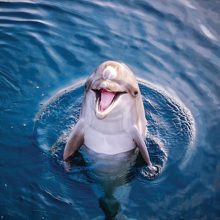 delfin oliver7 simbolicna.jpg