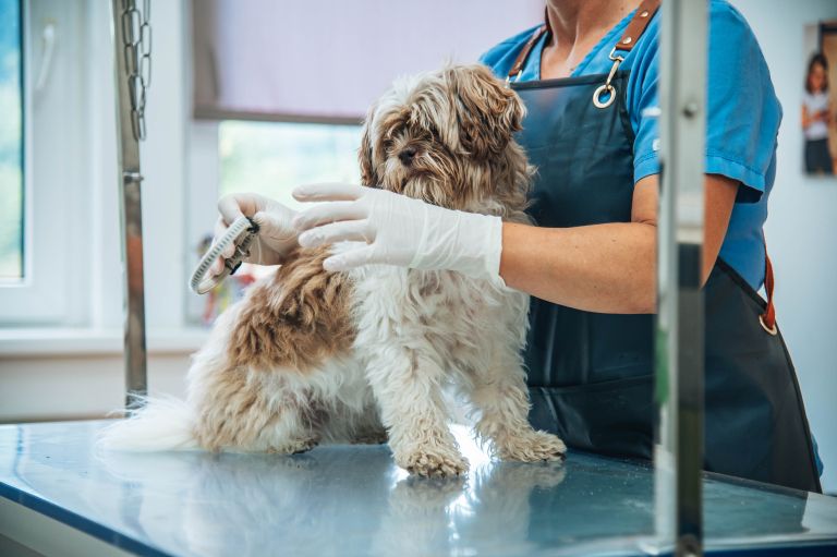 veterinaria-murska-sobota, veterinar, veterina, simbolična, živali, psi, pes, mačka, mačke, mački