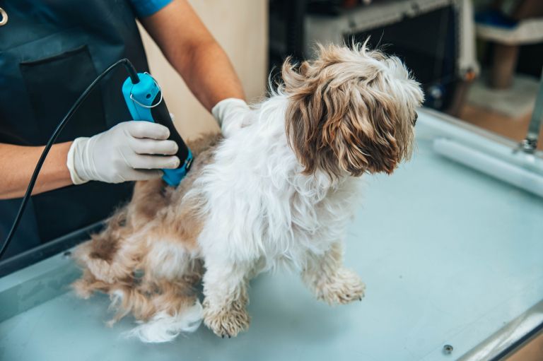 veterinaria-murska-sobota, veterinar, veterina, simbolična, živali, psi, pes, mačka, mačke, mački