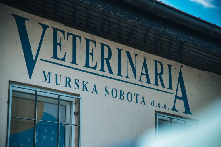 veterinaria-murska-sobota, veterinar, veterina, simbolična, živali, psi, pes, mačka, mačke, mački