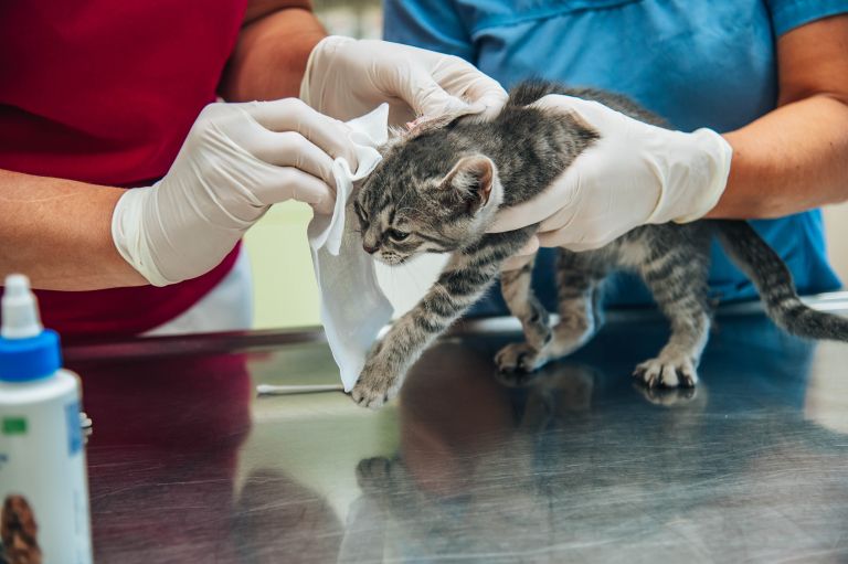 veterinaria-murska-sobota, veterinar, veterina, simbolična, živali, psi, pes, mačka, mačke, mački