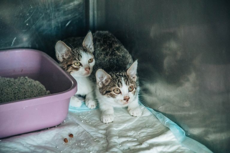 veterinaria-murska-sobota, veterinar, veterina, simbolična, živali, psi, pes, mačka, mačke, mački
