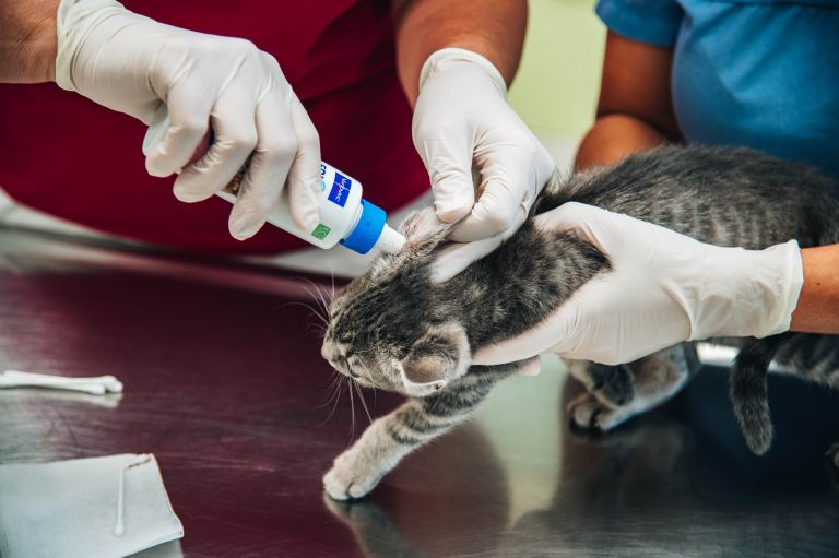 veterinaria-murska-sobota, veterinar, veterina, simbolična, živali, psi, pes, mačka, mačke, mački