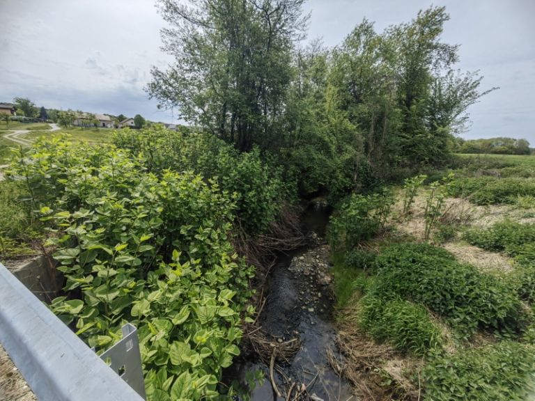 31784976657Jponski_dresnik_na_bre_ini_potoka_Lukaj.jpg