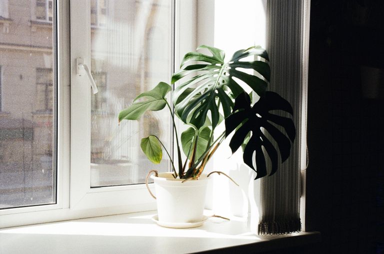 monstera