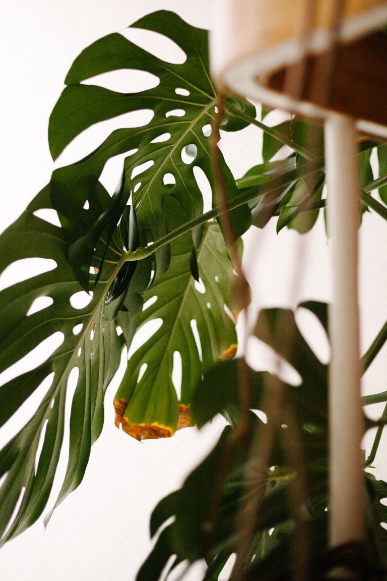 monstera rjav madež