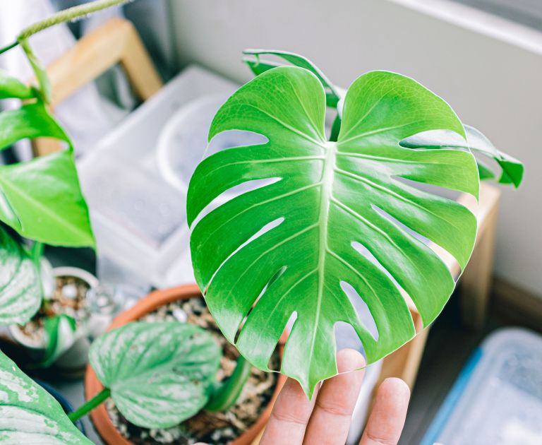 monstera