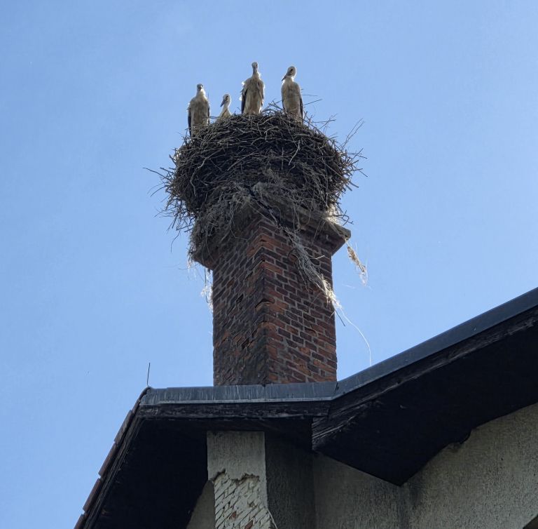 prebold_4 poleteli mladiči_foto-Katja Črnec leze.jpg