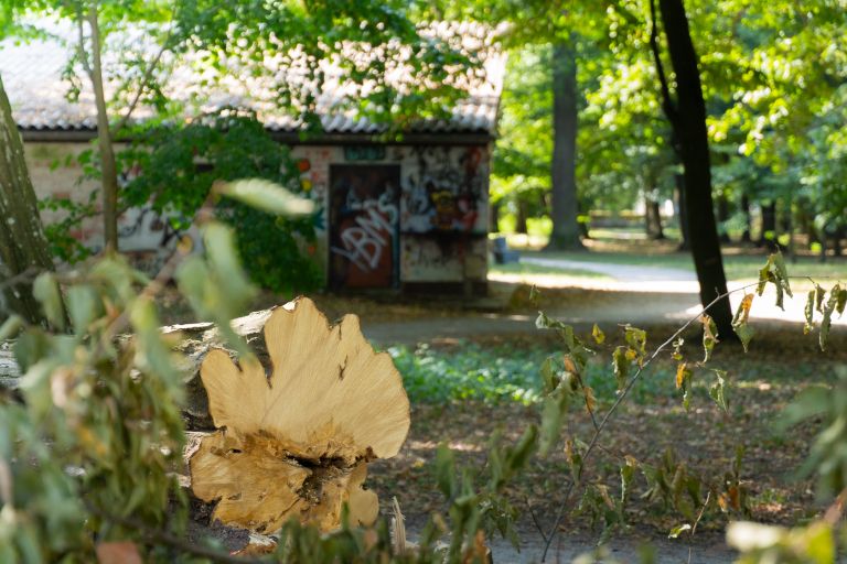 podrta-drevesa, mestni-park, murska-sobota