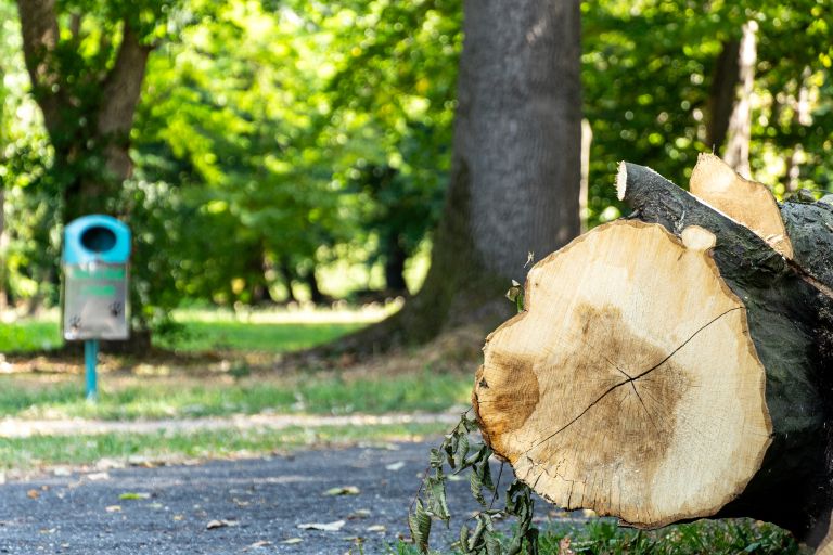podrta-drevesa, mestni-park, murska-sobota