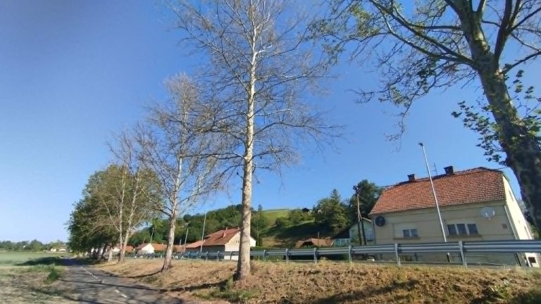 čentiba, drevored, vandalizem, lendava, pince, dolina, platana, platane