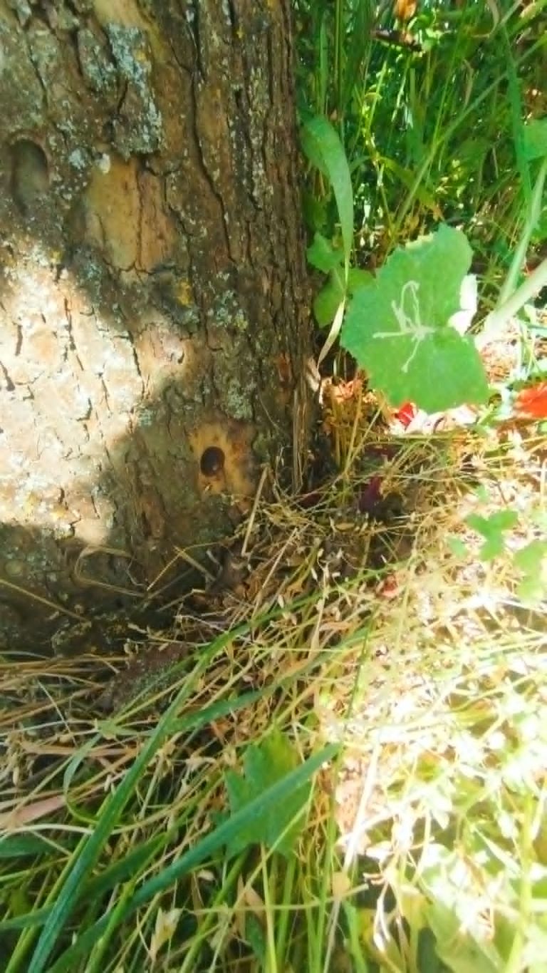 čentiba, drevored, vandalizem, lendava, pince, dolina, platana, platane