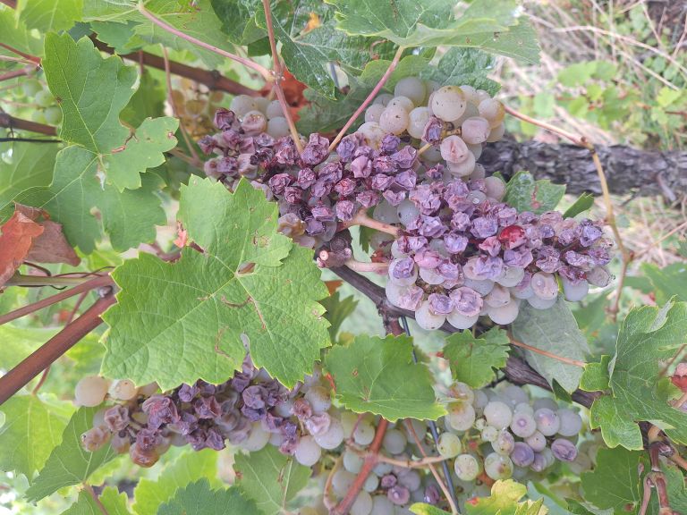 mv-vinogradi suša 2.jpg