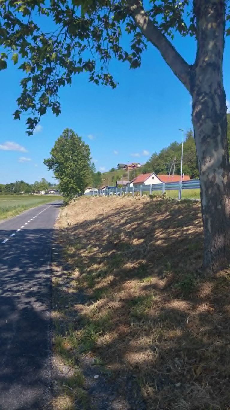 čentiba, drevored, vandalizem, lendava, pince, dolina, platana, platane