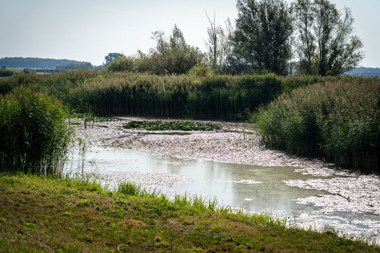 gajševsko-jezero, suša, avgust-2026