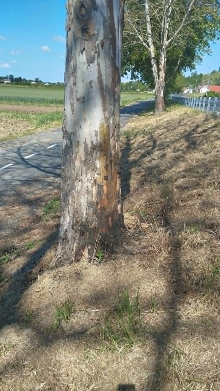 čentiba, drevored, vandalizem, lendava, pince, dolina, platana, platane