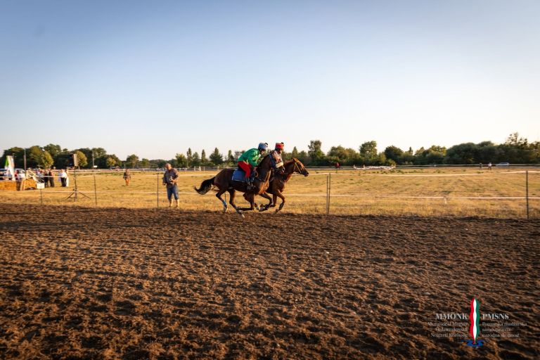 pomurski-galop, drustvo-za-zascito-konj