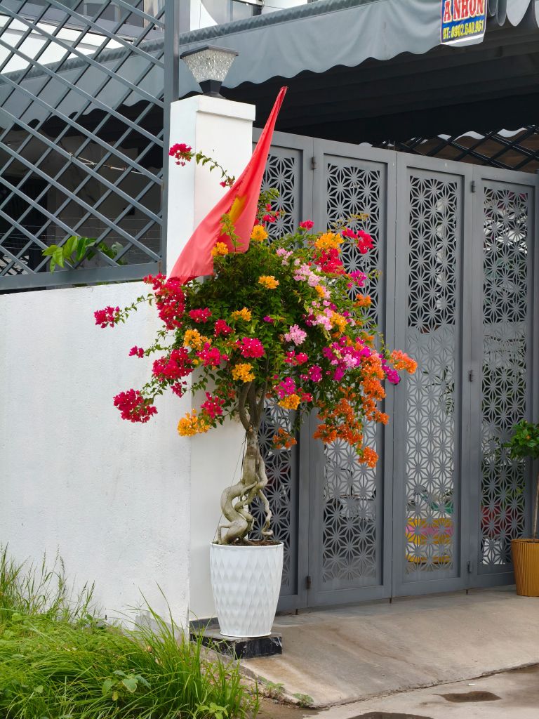 bugenvilija