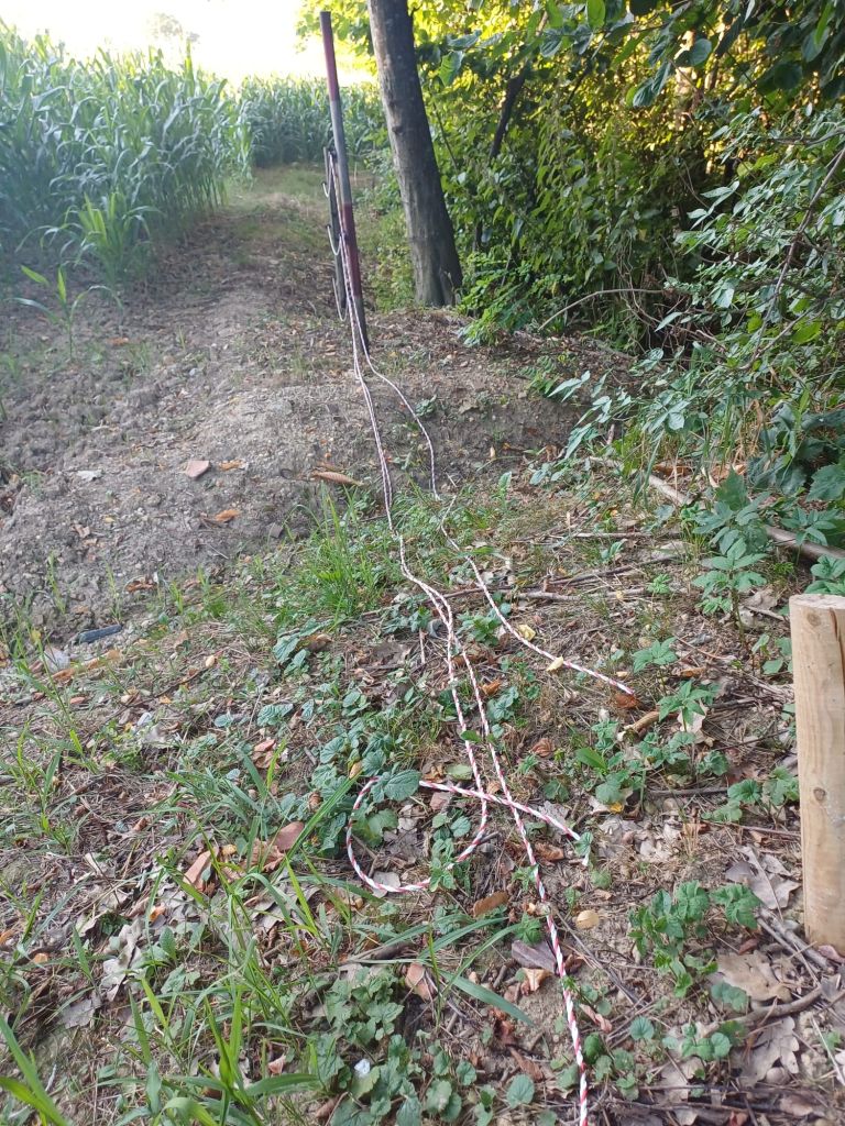 električni-pastir, kmetijstvo, koruza