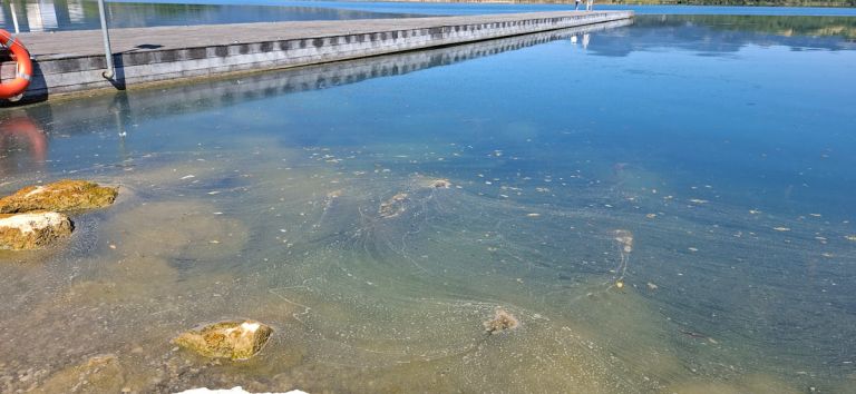 jezero-cianobakterije.jpg