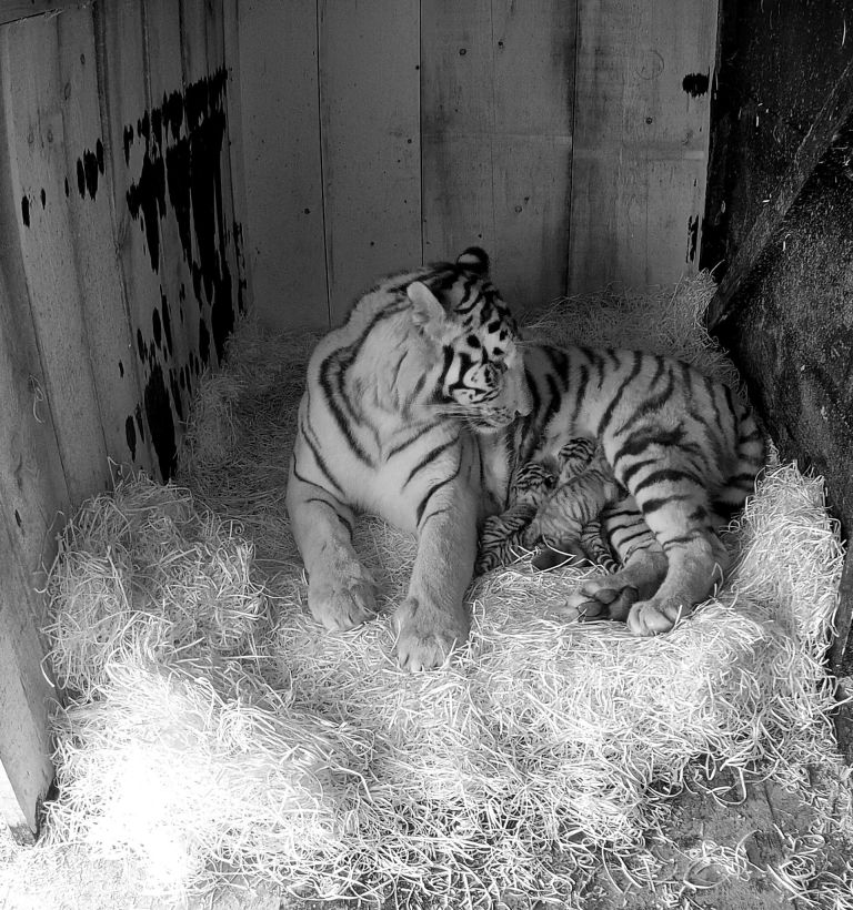 tiger zoo.jpg