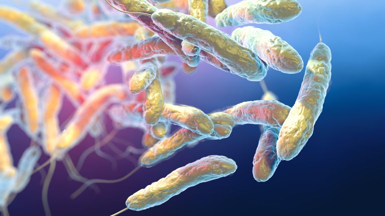 Legionella pneumophila bacteria3.jpg