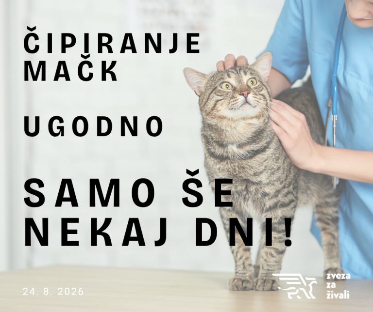 cipiranje-mack