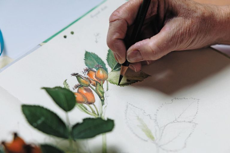 yvonne-bernik, botanicna-risarka