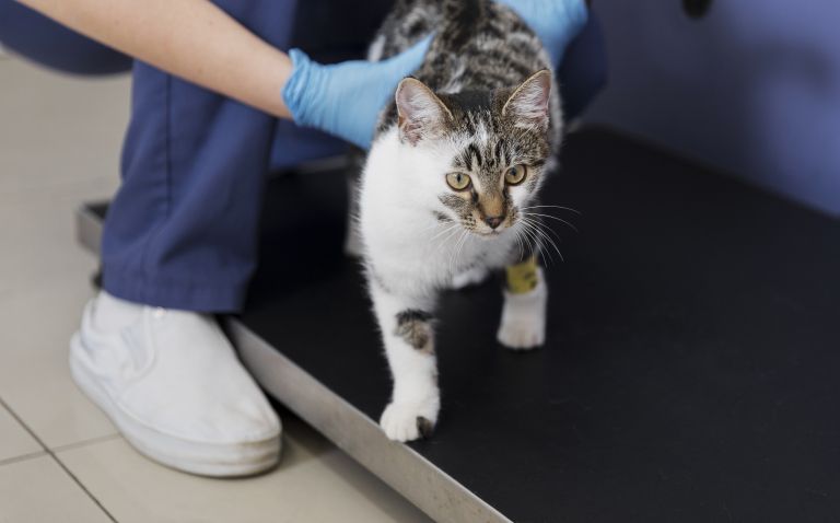close-up-doctor-holding-cat-with-leg-injury.jpg