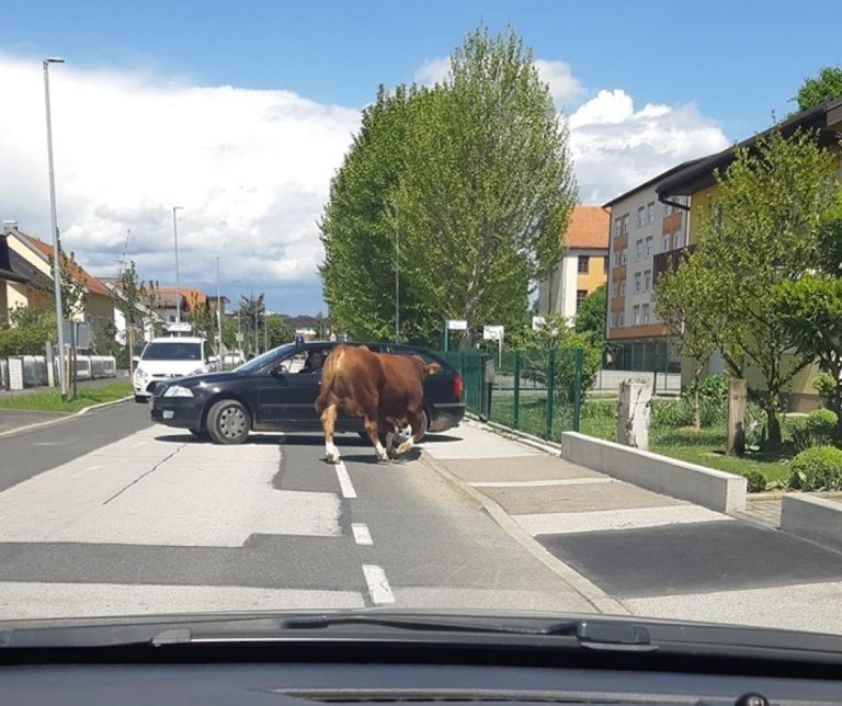 pobegli bik.jpg