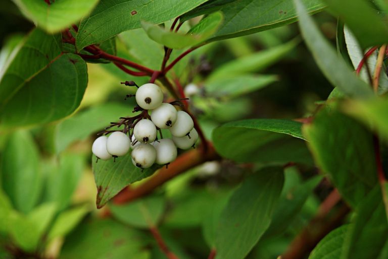 sivi dren6 rezerva Shutterstock.jpg