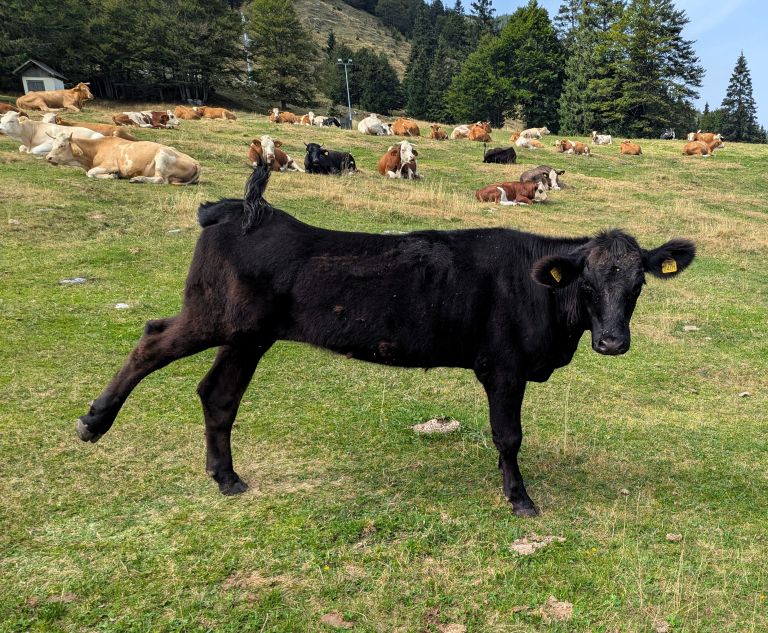 soriska-planina, planinski-izlet